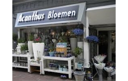 logo Bloemsierkunst Acanthus